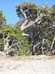 Pisonia grandis (Pisonia) trees form the main part of the forest on the cay. In the summer, the trees generate a sticky fruit that can foul the feathers of birds to such an extent that they are unable to fly. Many befouled birds starve to death.